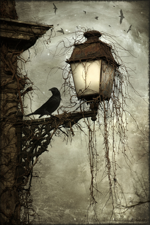 bird_on_a_lantern